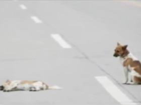 狗狗的同伴被车撞死 它一直陪在尸体身边不肯离去