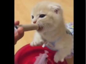 小猫咪成功演绎什么是吃货 很萌很可爱