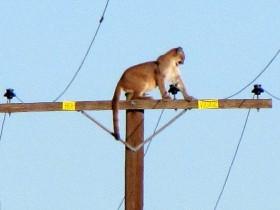 美洲狮被校车的鸣笛吓到后 爬上了10米高的电线杆