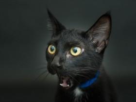 大多数美国人不喜欢黑猫 动物救助站里的黑猫面临安乐死