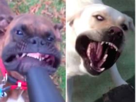 不同狗狗遇上吹风机的情形 斗牛犬的反应有些吓人