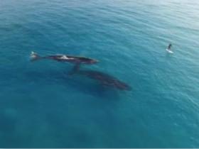 用航拍机摄影 意外发现一名男子在和两条鲸鱼近距离接触