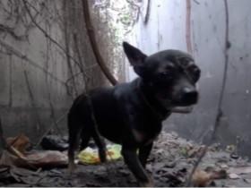 动保人士分享救助流浪狗的视频 传递正能量