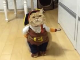 被打扮成“海盗”的猫咪 引起很多网友的喜爱