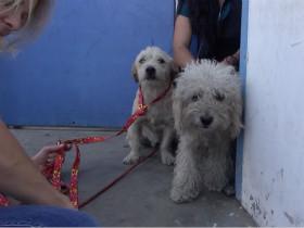 动保组织救助两只流浪狗的视频 音乐非常好听