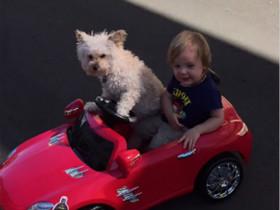 狗狗竟然会开“车” 而且还能带小孩子兜风