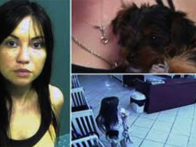美国25岁女子宠物店偷狗被捕的新闻 上了很多媒体的头版