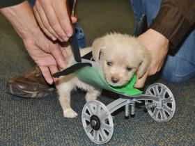 爱心人士用3D打印技术 给只有两条腿的小狗装上轮椅