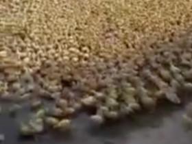 5000只小黄鸭集体进河塘游泳 场景太壮观