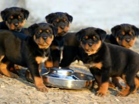 罗威纳犬的种群现状、品种优势和劣势