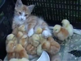 猫咪被一群小鸡当成了鸡妈妈