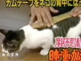 日本的整猫节目：给猫咪不同部位贴上胶布