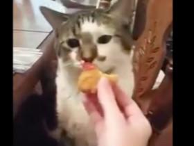 猫咪表达自己“不喜欢吃”和“喜欢吃”