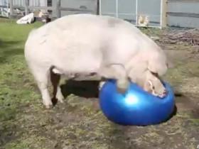 看猪猪如何玩瑜伽球