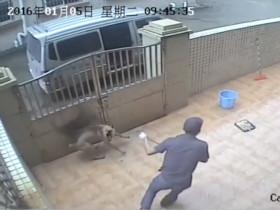 监控录像拍到偷狗的全过程 一分钟内翻墙入院偷走两条狗