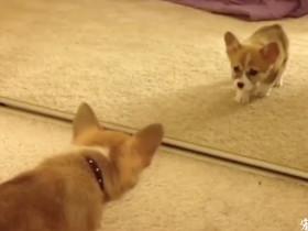 短腿的小柯基犬第一次照镜子 与另一个自己“相遇”