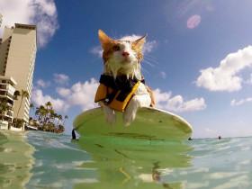 猫咪虽然只有一只眼睛 但却是游泳和冲浪高手