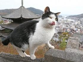 日本“猫咪街道”成海外游人的观光地 促进了当地的旅游业发展