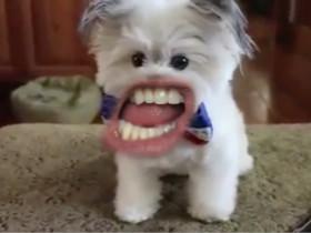 给狗狗配上一张人的嘴巴后 视频非常有魔性