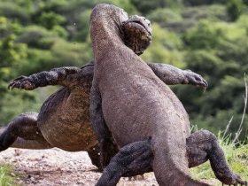 偷拍两只科莫多巨蜥在打架 摄影师都忍不住笑了