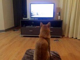 逆天宠物狗沉溺于看电视 模仿主人端坐观看