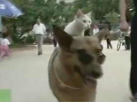 狗狗驮着猫咪散步兜风 这对组合在大街上有些引人注目