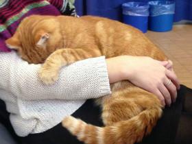 德国大学里的一只“学霸猫” 为学生提供免费的“减压拥抱”