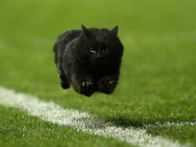 一只黑猫闯入橄榄球比赛场地 它的照片在网上掀起PS比赛