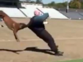 让人感到震惊的两个视频 看看警察如何来训练警犬