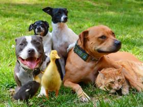 热衷救助流浪动物的一对夫妻  与7只动物幸福地生活在一起