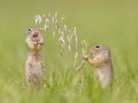 摄影师用镜头捕捉“地松鼠”照片 自由自在地生活在野外