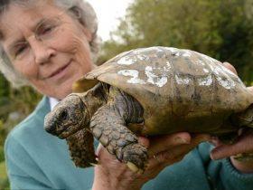 英国一只109岁的乌龟从家里跑丢 龟壳的电话号码让它回到主人身边