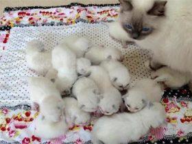 猫妈妈一口气生了16只小猫 网友直呼太能生了