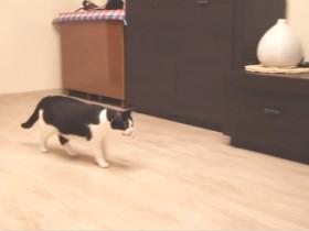 如何训练猫咪玩丢球游戏 猫咪Pusic主人分享视频教程