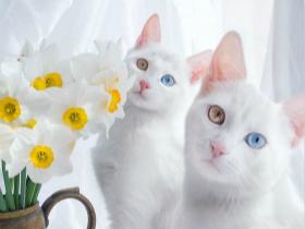 这两只可爱的猫咪是双胞胎  它们拥有一样瞳色的“阴阳眼”