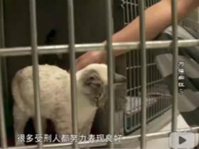 监狱养猫计划让囚犯全变猫奴 一个双向救赎的故事