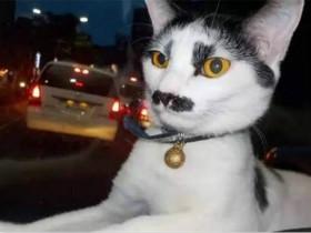 希特勒猫咪：猫咪因长相奇特走红网络