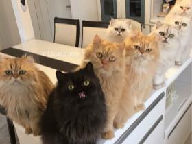 “猫妈妈”在家中养了12只可爱的猫咪
