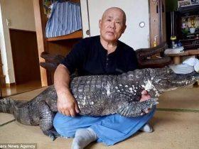 日本男子饲养鳄鱼当宠物 愉快地相处了34年之久