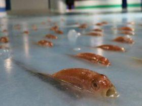 日本乐园建了一个5000鱼尸溜冰场 冰化之后露出鱼头被批残忍