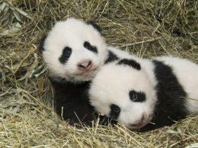 全世界唯一一只棕色大熊猫 网友：生到一半没墨了