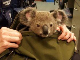 背包客在澳大利亚“偷运”一只小考拉 被警察及时发现