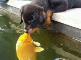 狗狗在水池边亲吻锦鲤鱼