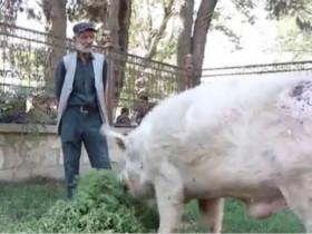 世界上最孤独的猪：阿富汗全国唯一的一头猪