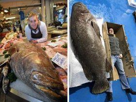世界第三大 “巨型石斑鱼”重达192公斤 七名壮汉才能搬动