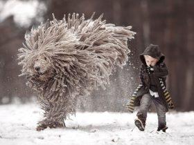 俄罗斯一可蒙犬与男孩在雪地嬉戏 神似挂在空中的拖把
