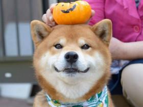 日本的柴犬明星Ryuji 靠着搞笑而可爱的表情成为网红