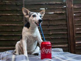 英国狗狗超爱喝可乐，每天狂喝一年后竟掉12颗牙齿