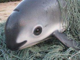 “海中熊猫”加州湾鼠海豚只剩30只，也许明年将永远消失