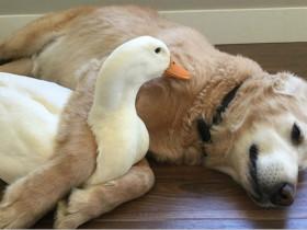真正的友谊不会在乎物种：金毛狗狗与北京鸭的友谊故事